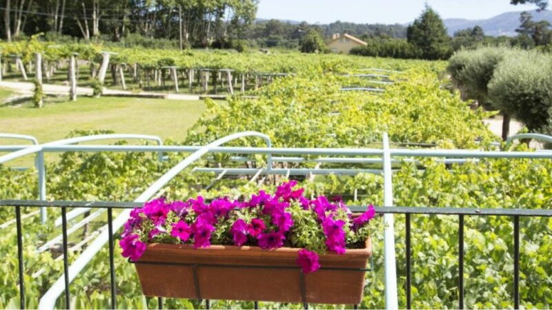 Ruta Do Viño Rías Baixas Jornadas De Puertas Abiertas (2025)