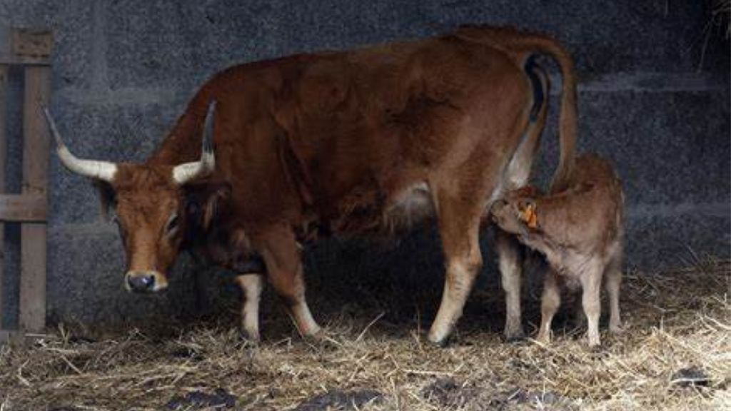 Bosta Da Vaca