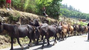 Rapa Das Bestas Sabucedo 2025