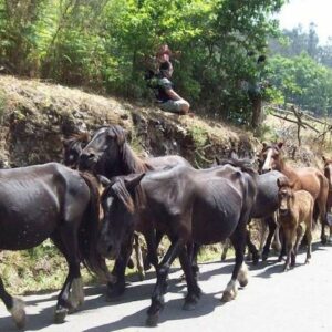 Rapa Das Bestas Sabucedo 2025