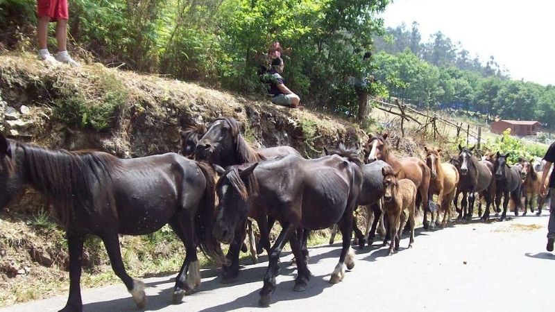 Rapa Das Bestas Sabucedo 2025