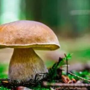 Outono Micolóxico A Lama 2025