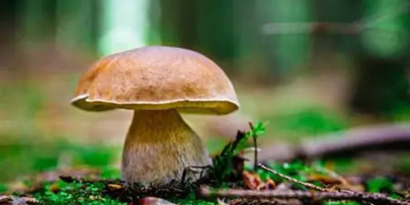 Outono Micolóxico A Lama 2025