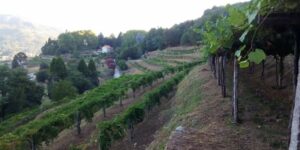 Cata Con Historia Vino, Patrimonio Y Enoturismo