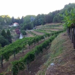 Cata Con Historia Vino, Patrimonio Y Enoturismo