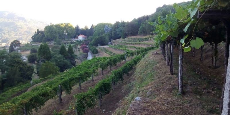 Cata Con Historia Vino, Patrimonio Y Enoturismo
