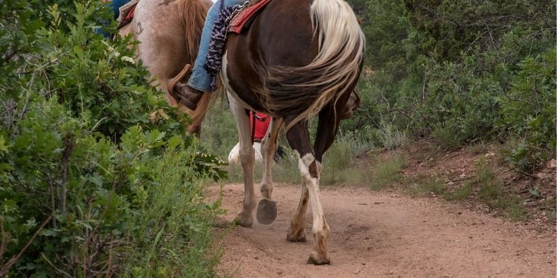 Ii Ruta Cabalar De San Adrián De Calvos Fornelos De Montes 2026